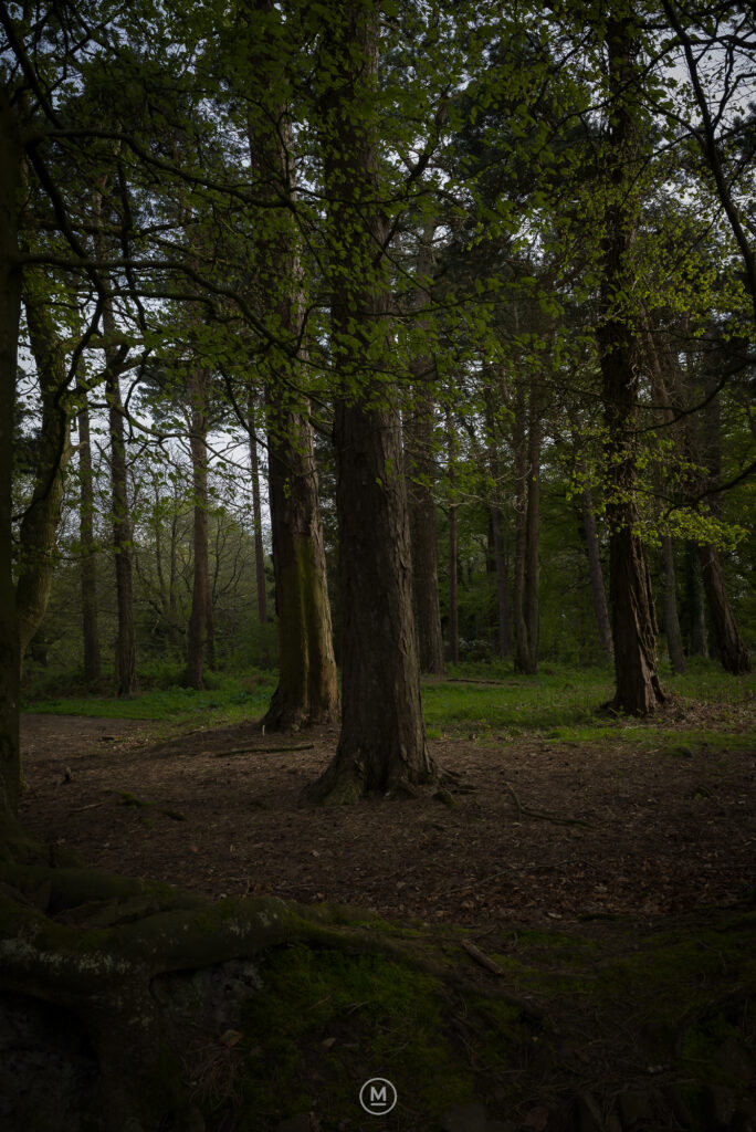 Echoes Beneath the Trees, North Hill Tank Training Ground